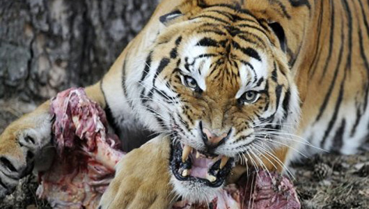 Eating Tigers